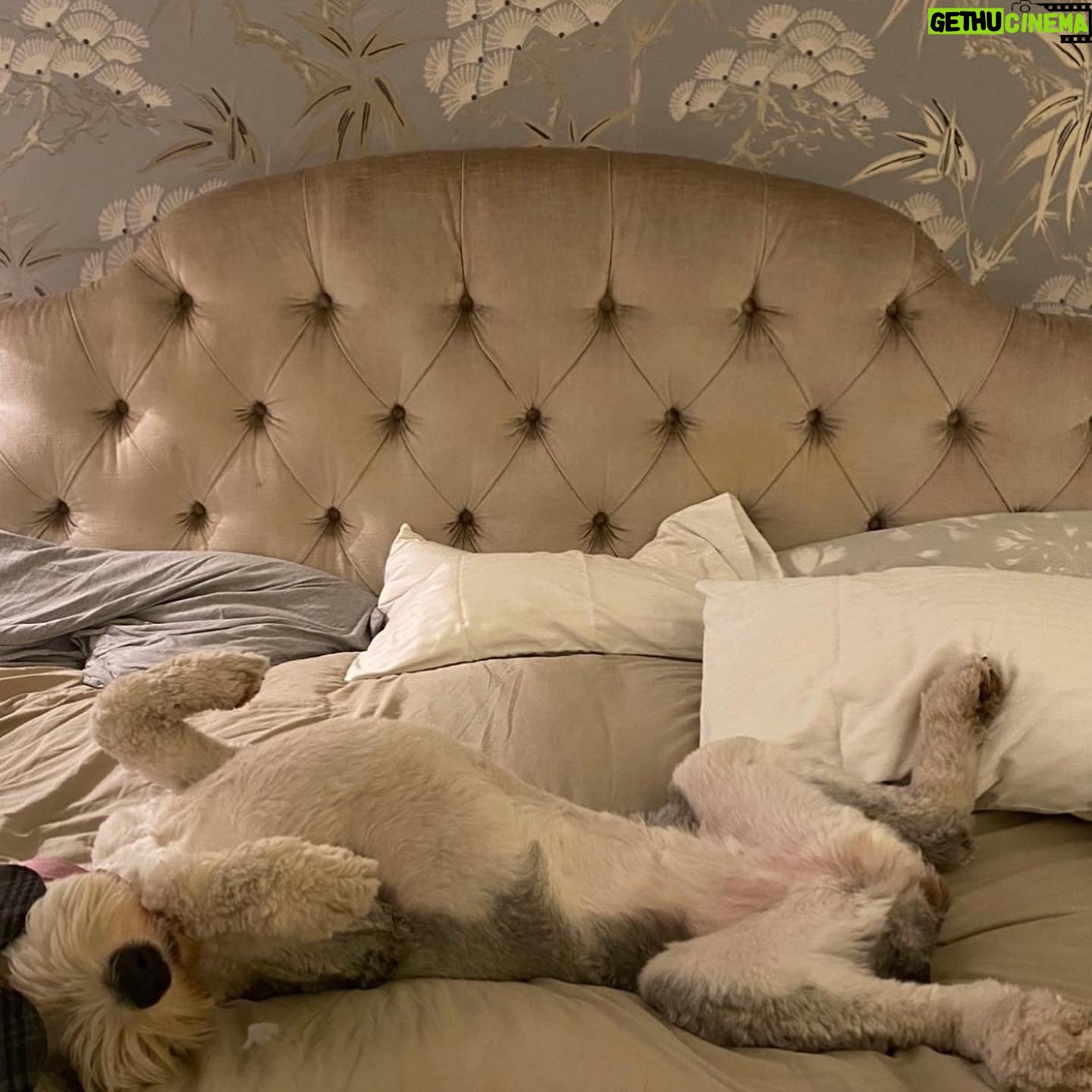 Isla Fisher Instagram - It’s exhausting for Mazy to have a book out this weekend 😂#mazythemoviestar #hollywoof