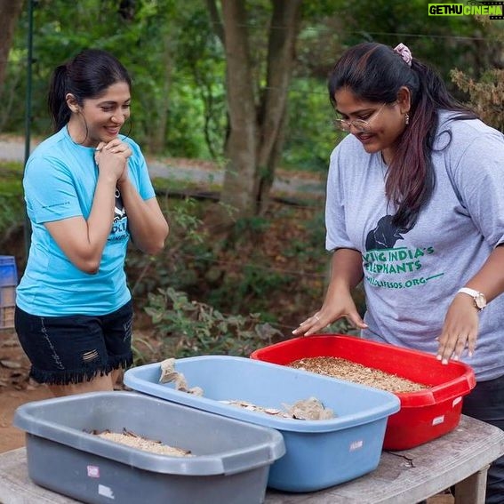 Iti Acharya Instagram - Today is a really special day , it’s the third year rescue anniversary for “Millie” a sloth bear rescued by @wildlifesos from Dancing Bear trade It was my privilege to volunteer with their wonderful and enthusiastic team to make this day a little more special and get an insight of the lives of these innocent animals, dangers they face and about this wonderful organisation who has been working triumphantly over so many years to put an end to the ill practises of wildlife trade and also support and empower the families involved to assist them in making better choices of earning and livelihood. I am super excited to share my experience here and would request each of you , if you find slightest of love for wildlife in your heart Kindly act upon it right away. You can volunteer with them , or make donations in funds or kind by donating fruits. These bears love Fruits, honey and peanut butter BTW 😇 @wildlifesos Know more www.wildlifesos.org Show some love https://pmny.in/1IVJONFpASSF #wildlifesos #banerghattabearrescuecentre #savibgbears #wildlifeconservation #wildlifeplanet #wildlifeindia