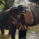 Ivana Sert Instagram - The Sri Lankan subspecies is the largest and also the darkest of the Asian elephants, with patches of depigmentation—areas with no skin color—on its ears, face, trunk and belly. Once found throughout the tear-shaped island at the bottom of India’s southern tip, these elephants are now being pushed into smaller areas as development activities clear forests and disrupt their ancient migratory routes. The herd size in Sri Lanka ranges from 12-20 individuals or more. It is led by the oldest female, or matriarch. In Sri Lanka, herds have been reported to contain nursing units, consisting of lactating females and their young, and juvenile care units, containing females with juveniles. The Sri Lankan elephant population has fallen almost 65% since the turn of the 19th century. Today, the Sri Lanka elephant is protected under the Sri Lankan law and killing one carries the death penalty. ♥️🐘♥️