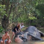 Ivana Sert Instagram - The Sri Lankan subspecies is the largest and also the darkest of the Asian elephants, with patches of depigmentation—areas with no skin color—on its ears, face, trunk and belly. Once found throughout the tear-shaped island at the bottom of India’s southern tip, these elephants are now being pushed into smaller areas as development activities clear forests and disrupt their ancient migratory routes. The herd size in Sri Lanka ranges from 12-20 individuals or more. It is led by the oldest female, or matriarch. In Sri Lanka, herds have been reported to contain nursing units, consisting of lactating females and their young, and juvenile care units, containing females with juveniles. The Sri Lankan elephant population has fallen almost 65% since the turn of the 19th century. Today, the Sri Lanka elephant is protected under the Sri Lankan law and killing one carries the death penalty. ♥️🐘♥️