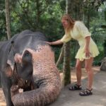 Ivana Sert Instagram - The Sri Lankan subspecies is the largest and also the darkest of the Asian elephants, with patches of depigmentation—areas with no skin color—on its ears, face, trunk and belly. Once found throughout the tear-shaped island at the bottom of India’s southern tip, these elephants are now being pushed into smaller areas as development activities clear forests and disrupt their ancient migratory routes. The herd size in Sri Lanka ranges from 12-20 individuals or more. It is led by the oldest female, or matriarch. In Sri Lanka, herds have been reported to contain nursing units, consisting of lactating females and their young, and juvenile care units, containing females with juveniles. The Sri Lankan elephant population has fallen almost 65% since the turn of the 19th century. Today, the Sri Lanka elephant is protected under the Sri Lankan law and killing one carries the death penalty. ♥️🐘♥️