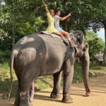 Ivana Sert Instagram - The Sri Lankan subspecies is the largest and also the darkest of the Asian elephants, with patches of depigmentation—areas with no skin color—on its ears, face, trunk and belly. Once found throughout the tear-shaped island at the bottom of India’s southern tip, these elephants are now being pushed into smaller areas as development activities clear forests and disrupt their ancient migratory routes. The herd size in Sri Lanka ranges from 12-20 individuals or more. It is led by the oldest female, or matriarch. In Sri Lanka, herds have been reported to contain nursing units, consisting of lactating females and their young, and juvenile care units, containing females with juveniles. The Sri Lankan elephant population has fallen almost 65% since the turn of the 19th century. Today, the Sri Lanka elephant is protected under the Sri Lankan law and killing one carries the death penalty. ♥️🐘♥️