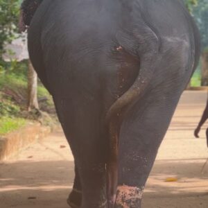 Ivana Sert Instagram - The Sri Lankan subspecies is the largest and also the darkest of the Asian elephants, with patches of depigmentation—areas with no skin color—on its ears, face, trunk and belly. Once found throughout the tear-shaped island at the bottom of India’s southern tip, these elephants are now being pushed into smaller areas as development activities clear forests and disrupt their ancient migratory routes.

The herd size in Sri Lanka ranges from 12-20 individuals or more. It is led by the oldest female, or matriarch. In Sri Lanka, herds have been reported to contain nursing units, consisting of lactating females and their young, and juvenile care units, containing females with juveniles. The Sri Lankan elephant population has fallen almost 65% since the turn of the 19th century. Today, the Sri Lanka elephant is protected under the Sri Lankan law and killing one carries the death penalty. ♥️🐘♥️