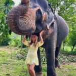 Ivana Sert Instagram - The Sri Lankan subspecies is the largest and also the darkest of the Asian elephants, with patches of depigmentation—areas with no skin color—on its ears, face, trunk and belly. Once found throughout the tear-shaped island at the bottom of India’s southern tip, these elephants are now being pushed into smaller areas as development activities clear forests and disrupt their ancient migratory routes. The herd size in Sri Lanka ranges from 12-20 individuals or more. It is led by the oldest female, or matriarch. In Sri Lanka, herds have been reported to contain nursing units, consisting of lactating females and their young, and juvenile care units, containing females with juveniles. The Sri Lankan elephant population has fallen almost 65% since the turn of the 19th century. Today, the Sri Lanka elephant is protected under the Sri Lankan law and killing one carries the death penalty. ♥️🐘♥️
