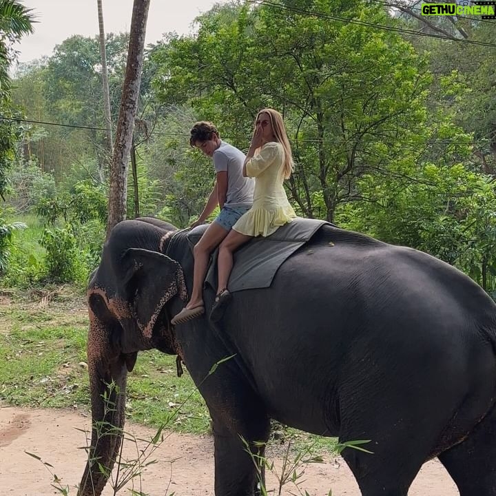 Ivana Sert - 3 Likes - The Sri Lankan subspecies is the largest and also the darkest of the Asian elephants, with patches of depigmentation—areas with no skin color—on its ears, face, trunk and belly. Once found throughout the tear-shaped island at the bottom of India’s southern tip, these elephants are now being pushed into smaller areas as development activities clear forests and disrupt their ancient migratory routes.
The herd size in Sri Lanka ranges from 12-20 individuals or more. It is led by the oldest female, or matriarch. In Sri Lanka, herds have been reported to contain nursing units, consisting of lactating females and their young, and juvenile care units, containing females with juveniles. The Sri Lankan elephant population has fallen almost 65% since the turn of the 19th century. Today, the Sri Lanka elephant is protected under the Sri Lankan law and killing one carries the death penalty. ♥️🐘♥️