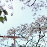 Ivy Shao Instagram – わたしは毎日歩いて学校へ行きます. 

路上總是遇到一群放學的中學女生，
笑得開心互相在JR前互相道再見，
第一個星期開滿櫻花的道路上，
經過了兩天的雨，全部都掉了下來。
在JR裡，拿來拍大頭照的地方，我也拍了一張紀念。

今天闖進了被公司包場的餐廳，
一進門像是成了特別嘉賓似的，
每個人睜大了眼睛直盯著我看，大概是在想「誰ですか？」

其實每天都好忙，腦袋不停轉，
轉眼也已經來了快兩星期，
每天都去店裡面找家用品，試圖用日文練習對話，
總是講的很慢的我，幸好大家很溫柔呢👼🏻

#遊學日誌