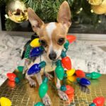 Jéssica Segura Instagram - Es Navidad y solo puedo decir GRACIAS! Los mejores regalos no tienen precio y hoy me los llevé todos: Amo a mi familia, desde mis padres, tíos, hermanos, hasta la que ahora formo con el #barbas, #pancho #tintan y #chente hacen mis días tan divertidos y amorosos 💜💜💜 • Que decir de mis amigos cada uno de ellos son tan importantes que cada que los veo solo puedo sonreír #gracias por las risas, las lágrimas, las pesas, las noches de juegos, las cenas, los viajes y las aventuras que Dios los bendiga siempre • Mi trabajo ese que desde niña soñé, ese que me reta, me divierte, me empuja y me ha dado tantas alegrías pero sobre todo que me ha regalado #fans y una comunidad que me echa porras y me abraza • Por último @adrian.pous mi compañero , mi cómplice y amigo mi viejito ( Porque ya estás grande amor) #teamoconelalma •Feliz Navidad! ❄️❄️❄️ • #christmas #navidad #couple #family #love #doglover #gift #friends #actress #blessed #bendecida