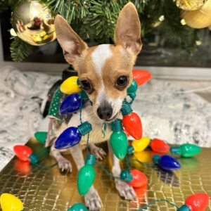 Jéssica Segura Instagram - Es Navidad y solo puedo decir GRACIAS! 
Los mejores regalos no tienen precio y hoy me los llevé todos:

Amo a mi familia, desde mis padres, tíos, hermanos, hasta la que ahora formo con el #barbas, #pancho #tintan y #chente hacen mis días tan divertidos y amorosos 💜💜💜
 
• Que decir de mis amigos cada uno de ellos son tan importantes que cada que los veo solo puedo sonreír 
#gracias por las risas, las lágrimas, las pesas, las noches de juegos, las cenas, los viajes y las aventuras que Dios los bendiga siempre 

• Mi trabajo ese que desde niña soñé, ese que me reta, me divierte, me empuja y me ha dado tantas alegrías pero sobre todo que me ha regalado #fans y una comunidad que me echa porras y me abraza 

• Por último  @adrian.pous mi compañero , mi cómplice y amigo mi viejito ( Porque ya estás grande amor) #teamoconelalma 

•Feliz Navidad! ❄️❄️❄️

• #christmas #navidad  #couple #family #love #doglover #gift #friends #actress #blessed #bendecida