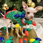 Jéssica Segura Instagram - Es Navidad y solo puedo decir GRACIAS! Los mejores regalos no tienen precio y hoy me los llevé todos: Amo a mi familia, desde mis padres, tíos, hermanos, hasta la que ahora formo con el #barbas, #pancho #tintan y #chente hacen mis días tan divertidos y amorosos 💜💜💜 • Que decir de mis amigos cada uno de ellos son tan importantes que cada que los veo solo puedo sonreír #gracias por las risas, las lágrimas, las pesas, las noches de juegos, las cenas, los viajes y las aventuras que Dios los bendiga siempre • Mi trabajo ese que desde niña soñé, ese que me reta, me divierte, me empuja y me ha dado tantas alegrías pero sobre todo que me ha regalado #fans y una comunidad que me echa porras y me abraza • Por último @adrian.pous mi compañero , mi cómplice y amigo mi viejito ( Porque ya estás grande amor) #teamoconelalma •Feliz Navidad! ❄️❄️❄️ • #christmas #navidad #couple #family #love #doglover #gift #friends #actress #blessed #bendecida