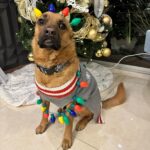 Jéssica Segura Instagram - Es Navidad y solo puedo decir GRACIAS! Los mejores regalos no tienen precio y hoy me los llevé todos: Amo a mi familia, desde mis padres, tíos, hermanos, hasta la que ahora formo con el #barbas, #pancho #tintan y #chente hacen mis días tan divertidos y amorosos 💜💜💜 • Que decir de mis amigos cada uno de ellos son tan importantes que cada que los veo solo puedo sonreír #gracias por las risas, las lágrimas, las pesas, las noches de juegos, las cenas, los viajes y las aventuras que Dios los bendiga siempre • Mi trabajo ese que desde niña soñé, ese que me reta, me divierte, me empuja y me ha dado tantas alegrías pero sobre todo que me ha regalado #fans y una comunidad que me echa porras y me abraza • Por último @adrian.pous mi compañero , mi cómplice y amigo mi viejito ( Porque ya estás grande amor) #teamoconelalma •Feliz Navidad! ❄️❄️❄️ • #christmas #navidad #couple #family #love #doglover #gift #friends #actress #blessed #bendecida