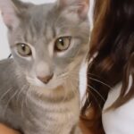 Jackie Guerrido Instagram – Kitty is a master piece 🥰 All you need is love and a cat ❤️me esta dejando saber que aquí  el que manda es el 🤣 #cat #kittycat #rescuecat #pets #loveyou #reelsinstagram