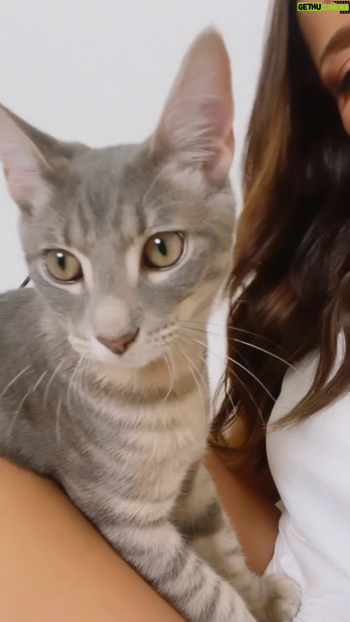 Jackie Guerrido Instagram - Kitty is a master piece 🥰 All you need is love and a cat ❤️me esta dejando saber que aquí el que manda es el 🤣 #cat #kittycat #rescuecat #pets #loveyou #reelsinstagram