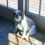 Jacqueline Laurita Instagram - My heart hurts! 😔💔🐶 We lost our beautiful beloved Santino! I was with him when he passed and it was very peaceful. He was ready. He was the most loving, gentle, good natured dog. His tail was always wagging and he was always giving kisses. He was the perfect puppy for our family. He will be greatly missed, but we’re glad to know he’s at peace now. He was almost 12 1/2 years old! My chubby puppy… I’ll love and miss you always. ❤️#cavalierkingcharlesspaniel