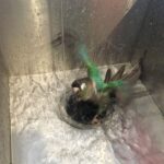 Jaiden Dittfach Instagram - bath: aggressive vs pacifist mode