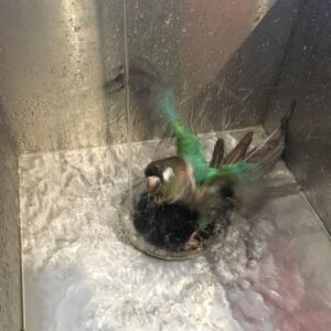 Jaiden Dittfach Instagram - bath: aggressive vs pacifist mode