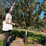 Jaimie Alexander Instagram - Went apple picking today for the first time EVER 🍎 😜 #fall #fishkillfarms