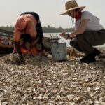 Jaimie Alexander Instagram - Say hello to the women oyster farmers of Kartong, The Gambia 👋 Self Help Africa are working with these women as part of our @irish.aid funded project that aims to improve food security and incomes for 12,000 people, through: - Sustainable oyster harvesting and processing - Waste management - Vegetable production Today, a group of women oyster farmers demonstrated to our Gambia team & @jaimiealexander a number of programme activities, including: - Rack culturing oysters - stringing the oysters and placing on ‘racks’ in the water to better protect mangroves - Sorting through oysters to find the superior female oyster shells - The planting of new mangroves and the protection of existing and restored mangrove forests Why are programmes like this so vital in The Gambia? Low lying coastal areas such as Kartong are particularly vulnerable to the impacts of climate change, putting livelihoods at risk. Part of the solution lies in protecting the previous mangrove forests of the region. Mangroves are a hotspot for biodiversity, providing food and income through activities such as oyster farming - and are also up to seven times more effective than other forests at removing polluting carbon from the atmosphere. Working together, women oyster farmers in The Gambia are transforming their families’ futures and protecting our precious planet too 💚