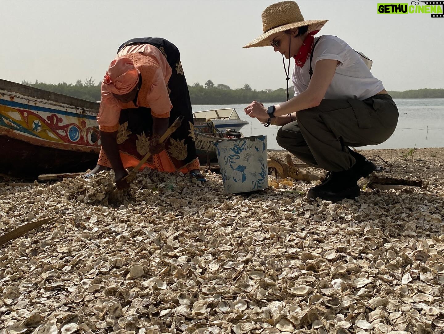 Jaimie Alexander Instagram - Say hello to the women oyster farmers of Kartong, The Gambia 👋 Self Help Africa are working with these women as part of our @irish.aid funded project that aims to improve food security and incomes for 12,000 people, through: - Sustainable oyster harvesting and processing - Waste management - Vegetable production Today, a group of women oyster farmers demonstrated to our Gambia team & @jaimiealexander a number of programme activities, including: - Rack culturing oysters - stringing the oysters and placing on ‘racks’ in the water to better protect mangroves - Sorting through oysters to find the superior female oyster shells - The planting of new mangroves and the protection of existing and restored mangrove forests Why are programmes like this so vital in The Gambia? Low lying coastal areas such as Kartong are particularly vulnerable to the impacts of climate change, putting livelihoods at risk. Part of the solution lies in protecting the previous mangrove forests of the region. Mangroves are a hotspot for biodiversity, providing food and income through activities such as oyster farming - and are also up to seven times more effective than other forests at removing polluting carbon from the atmosphere. Working together, women oyster farmers in The Gambia are transforming their families’ futures and protecting our precious planet too 💚