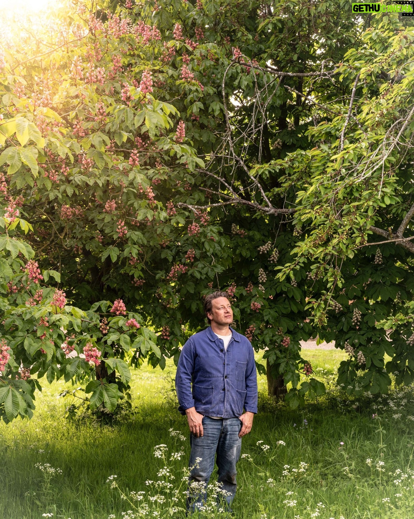 Jamie Oliver Instagram - If any of you are like me and feel your happiest when you're in the garden then today's the day for you......it's Garden Day !!! Did you know that being in the garden lowers your blood pressure, improves your mood and mental wellbeing and helps boost your brain power? Pretty magical stuff really isn't it ! So who's heading outside today to spend some time with the grass and the trees ?? It's where you'll find me ha ha x x x #gardenday #sundayvibes #summer