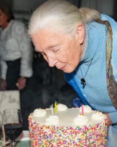 Jane Goodall Instagram - 🌟💚 Wow, what a birthday! Thank you all for the outpouring of warm wishes for Jane yesterday as she celebrated this milestone year. Let’s keep this momentum going strong because as Jane says, she’s not slowing down at 90 — she’s gearing up to spread her message of hope even further. Here’s to many more years of curiosity, inspiration, and compassion for our planet and all who call it home! 📷 and 🎨 Brilliant Earth Photographer, MUTTS/Patrick McDonnell, Luke Stambouliah, Jen Turpin, Joanna Vesty, Jeremy Collins