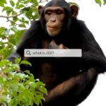 Jane Goodall Instagram - Here’s what we do at JGI! Join us in inspiring hope and transforming it into action 💚 The Jane Goodall Institute is a community-led conservation organization founded in 1977 that advances the vision and work of Dr. Jane Goodall. Today, we are a global network with local chapters around the world! Each of our impactful programs is rooted in Jane’s story and her signature approach to conservation. Here’s a look at what we’re focused on: 🔍 Continued research into wild animal behavior — especially chimpanzees — at our research and rehabilitation facilities. 🌿 Community-led conservation, using our Tacare approach to work with communities to find solutions to the drivers of conservation issues 🫶 Best-in-class wildlife rehabilitation at our Tchimpounga Chimpanzee Rehabilitation Center in the Republic of Congo 🌱 Youth empowerment through our youth action program, @rootsandshoots, which teaches through service learning projects. . . . #janegoodall #janegoodallinstitute #chimpanzees #conservation #nonprofit #chimpanzeeconservation #interconnected #communityledconservation #communityconservation #wildlife #africanwildlife #tacare #rootsandshoots #youthaction #youthempowerment #servicelearning #community #communityprojects