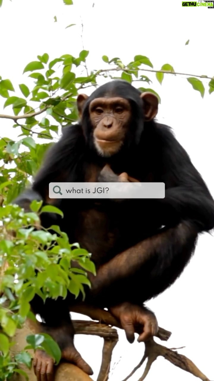 Jane Goodall Instagram - Here’s what we do at JGI! Join us in inspiring hope and transforming it into action 💚 The Jane Goodall Institute is a community-led conservation organization founded in 1977 that advances the vision and work of Dr. Jane Goodall. Today, we are a global network with local chapters around the world! Each of our impactful programs is rooted in Jane’s story and her signature approach to conservation. Here’s a look at what we’re focused on: 🔍 Continued research into wild animal behavior — especially chimpanzees — at our research and rehabilitation facilities. 🌿 Community-led conservation, using our Tacare approach to work with communities to find solutions to the drivers of conservation issues 🫶 Best-in-class wildlife rehabilitation at our Tchimpounga Chimpanzee Rehabilitation Center in the Republic of Congo 🌱 Youth empowerment through our youth action program, @rootsandshoots, which teaches through service learning projects. . . . #janegoodall #janegoodallinstitute #chimpanzees #conservation #nonprofit #chimpanzeeconservation #interconnected #communityledconservation #communityconservation #wildlife #africanwildlife #tacare #rootsandshoots #youthaction #youthempowerment #servicelearning #community #communityprojects