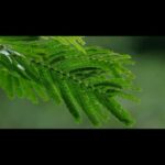 Jane Goodall Instagram - Step into the enchanting embrace of Gombe Stream National Park in Tanzania 🌳 We love this haven of biodiversity — which ranges from grassland to woodland to rainforest — and have worked hard to protect it. In 1992, while flying over Gombe forests where she first researched chimpanzees, Jane Goodall saw a sobering sight: The lush landscape had changed drastically with significantly fewer trees. This crucial, biodiverse forest ecosystem is so essential for wildlife to thrive — and the @janegoodallinst has been working to protect it ever since. Since that fateful flight, we‘ve worked hand in hand with local communities, governments, and partners to make a difference. 🤝Together, we’ve revitalized over 6 million hectares of habitat across Africa! #JaneGoodall #JaneGoodallInstitute #GombeBiodiversity #UNBiodiversity 🎥 credit: JGI/Bill Wallauer