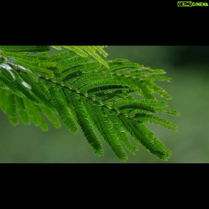 Jane Goodall Instagram - Step into the enchanting embrace of Gombe Stream National Park in Tanzania 🌳 We love this haven of biodiversity — which ranges from grassland to woodland to rainforest — and have worked hard to protect it. In 1992, while flying over Gombe forests where she first researched chimpanzees, Jane Goodall saw a sobering sight: The lush landscape had changed drastically with significantly fewer trees. This crucial, biodiverse forest ecosystem is so essential for wildlife to thrive — and the @janegoodallinst has been working to protect it ever since. Since that fateful flight, we‘ve worked hand in hand with local communities, governments, and partners to make a difference. 🤝Together, we’ve revitalized over 6 million hectares of habitat across Africa! #JaneGoodall #JaneGoodallInstitute #GombeBiodiversity #UNBiodiversity 🎥 credit: JGI/Bill Wallauer