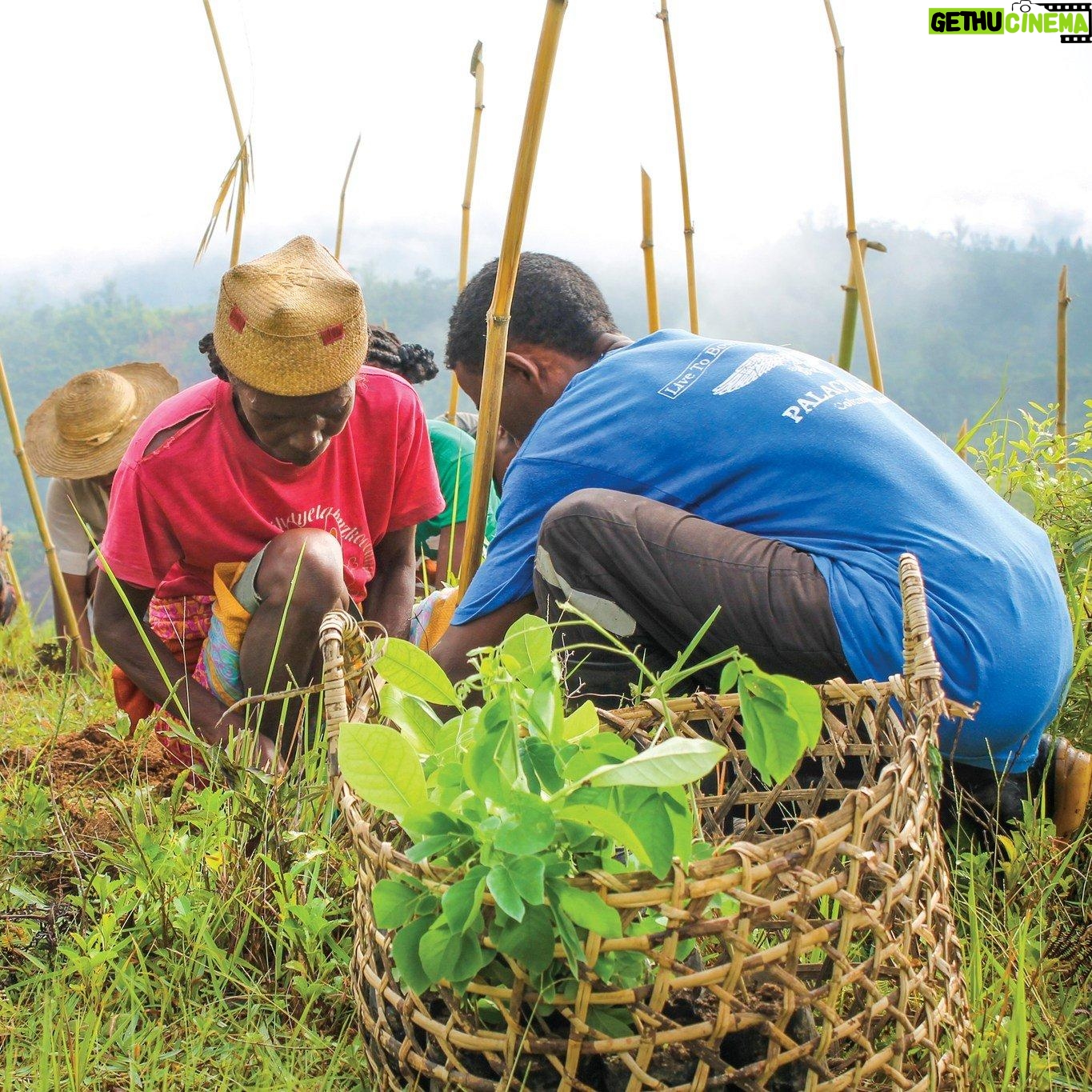 Jane Goodall Instagram - π³π² Happy Arbor Day! π²π³ If you're looking for a way to celebrate, take Jane's advice: βAny chance you have to be out in the forest, please try. Just see what it will do for you.β Jane often talks about the important role that forests play in fighting global climate change, as well as the many resources and services they provide for us on a daily basis. Restoring and growing native trees all over the world is an important part of what the Jane Goodall Institute does: π± Many @rootsandshoots groups globally have started projects to learn about and plant native trees in their communities. πΏ Village Forest Monitors in Tanzania are trained by JGI staff to check on the health of local forest reserves. π³ Key partnerships with impactful groups like the@arbordayfoundation helped us contribute to #JanesGreenHope campaign by planting native trees all over the world. In these photos, you can see planting efforts in Washington, West Virginia, the Amazon, Madagascar, and Oregon. πΈ credits: Photos 1, 2, 4, 5: Arbor Day Foundation Photo 3: Arbor Day Foundation / Courageous Land . . . . . #ArborDay #janegoodall #janegoodallinstitute #chimpanzees #conservation #nonprofit #chimpanzeeconservation #interconnected #communityledconservation #communityconservation #wildlife #africanwildlife #tacare