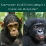 Jane Goodall Instagram - 🌿 Did you know? Chimpanzees and bonobos, our closest relatives in the animal kingdom, have fascinating differences despite sharing about 98% of their DNA! 🧬 Above, chimpanzees are shown on the left, with bonobos on the right. 🐵 While both species are highly intelligent and social, chimps have commonly been known for their aggressive behavior and male-dominated hierarchies, whereas bonobos are characterized by their peaceful, matriarchal societies and unique methods of conflict resolution through social bonding and sexual interactions. However, recent discoveries stemming from a comparative study on male aggression in chimpanzee communities at Gombe National Park, Tanzania, and bonobo communities at the Kokolopori Bonobo Reserve, DRC, have cast doubt on these established distinctions. Bonobos may be more aggressive than we previously thought! 🙊 Understanding these distinctions not only sheds light on our evolutionary past but also teaches us valuable lessons about cooperation, empathy, and diversity in nature. 🌍 Delve deeper into these findings and explore the nuanced differences between these remarkable great ape species by tapping the link —> https://www.cell.com/current-biology/abstract/S0960-9822(24)00253-7# #JGI #Gombe #Chimpanzee #Bonobo 📸: Image 1: Fernando Turmo 📸: Image 2: Fernando Turmo (Captured at Lola Ya Bonobo Sanctuary) 📸: Image 3: Stephano Lihedule 📸: Image 4: Fernando Turmo (Captured at Lola Ya Bonobo Sanctuary) Alt Text: Slide 1 : Side by side images of an adult male chimpanzee and bonobo. Text above reads "Can you Spot the Difference?". Text below reads "CHIMPANZEES" and "BONOBOS" Slide 2: Side by side images of an infant chimpanzee and infant bonobo. Text above reads "Can you Spot the Difference?". Text below reads "CHIMPANZEES" and "BONOBOS"