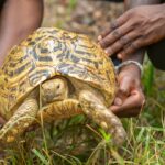 Jane Goodall Instagram - 🌍🐢 Happy World Turtle (and Tortoise) Day from the Jane Goodall Institute! 🐢🌍 🌿 Turtles have roamed the Earth for hundreds of millions of years — there’s a lot we can learn from this resilient group of reptiles! 💚 While they’ve weathered multiple mass extinctions, these amazing creatures do currently face numerous challenges, from habitat loss to climate change. By protecting their habitats, supporting conservation efforts, and spreading the word about the importance of biodiversity, we can ensure a brighter future for turtles, tortoises, and all wildlife. Swipe to see some of the turtle friends we’ve had the privilege to care for and release back into the wild through our wildlife rehabilitation work at Tchimpounga Sanctuary. 🎥: Fernando Turmo #WorldTurtleDay #Turtles #Tortoise #JaneGoodall #JaneGoodallInstitute #TurtleConservation #TortoiseConservation #WildlifeConservation #Conservation #Biodiversity