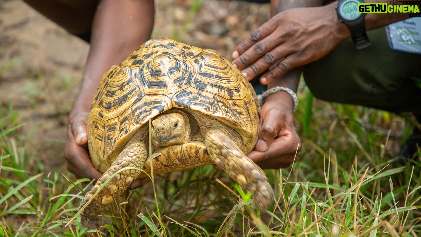 Jane Goodall Instagram - ๐๐ข Happy World Turtle (and Tortoise) Day from the Jane Goodall Institute! ๐ข๐ ๐ฟ Turtles have roamed the Earth for hundreds of millions of years โ thereโs a lot we can learn from this resilient group of reptiles! ๐ While theyโve weathered multiple mass extinctions, these amazing creatures do currently face numerous challenges, from habitat loss to climate change. By protecting their habitats, supporting conservation efforts, and spreading the word about the importance of biodiversity, we can ensure a brighter future for turtles, tortoises, and all wildlife. Swipe to see some of the turtle friends weโve had the privilege to care for and release back into the wild through our wildlife rehabilitation work at Tchimpounga Sanctuary. ๐ฅ: Fernando Turmo #WorldTurtleDay #Turtles #Tortoise #JaneGoodall #JaneGoodallInstitute #TurtleConservation #TortoiseConservation #WildlifeConservation #Conservation #Biodiversity
