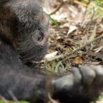 Jane Goodall Instagram - Taking a Breather: A Lesson from Chimpanzees 🐵 🌿 While a chimpanzee’s day is filled with excitement — finding food, grooming, playing — our closest living relatives in the animal kingdom also know the art of unwinding and being present. When our researchers are out in the field observing these remarkable animals, it’s not uncommon to spend hours watching their leisurely activities. Here’s a perfect example: an adult male chimpanzee, reclining and simply savoring the moment. 🌴 It’s a gentle reminder that we, too, can benefit from taking a step back and embracing moments of respite. 🧘 #Chimpanzees #Gombe #JGI #JaneGoodall #JaneGoodallInstitute #Tanzania #Conservation #Wildlife #WildlifeConservation #WildlifeProtection #Environmentalism #TheMoreYouKnow Atl Text: Video of an older male chimpanzee laying on the forest floor with an arm outreached toward the viewer.
