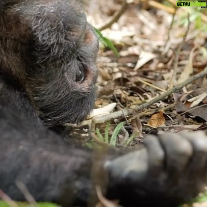 Jane Goodall Instagram - Taking a Breather: A Lesson from Chimpanzees 🐵 🌿 While a chimpanzee’s day is filled with excitement — finding food, grooming, playing — our closest living relatives in the animal kingdom also know the art of unwinding and being present. When our researchers are out in the field observing these remarkable animals, it’s not uncommon to spend hours watching their leisurely activities. Here’s a perfect example: an adult male chimpanzee, reclining and simply savoring the moment. 🌴 It’s a gentle reminder that we, too, can benefit from taking a step back and embracing moments of respite. 🧘 #Chimpanzees #Gombe #JGI #JaneGoodall #JaneGoodallInstitute #Tanzania #Conservation #Wildlife #WildlifeConservation #WildlifeProtection #Environmentalism #TheMoreYouKnow Atl Text: Video of an older male chimpanzee laying on the forest floor with an arm outreached toward the viewer.