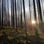 Jane Goodall Instagram - 🌳🌲 Happy Arbor Day! 🌲🌳 If you're looking for a way to celebrate, take Jane's advice: “Any chance you have to be out in the forest, please try. Just see what it will do for you.” Jane often talks about the important role that forests play in fighting global climate change, as well as the many resources and services they provide for us on a daily basis. Restoring and growing native trees all over the world is an important part of what the Jane Goodall Institute does: 🌱 Many @rootsandshoots groups globally have started projects to learn about and plant native trees in their communities. 🌿 Village Forest Monitors in Tanzania are trained by JGI staff to check on the health of local forest reserves. 🌳 Key partnerships with impactful groups like the@arbordayfoundation helped us contribute to #JanesGreenHope campaign by planting native trees all over the world. In these photos, you can see planting efforts in Washington, West Virginia, the Amazon, Madagascar, and Oregon. 📸 credits: Photos 1, 2, 4, 5: Arbor Day Foundation Photo 3: Arbor Day Foundation / Courageous Land . . . . . #ArborDay #janegoodall #janegoodallinstitute #chimpanzees #conservation #nonprofit #chimpanzeeconservation #interconnected #communityledconservation #communityconservation #wildlife #africanwildlife #tacare