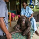 Jane Goodall Instagram - *JGI does not endorse handling or close proximity to wildlife. This represents a sanctuary context with trained professionals.* Meet Luc Bongo Nkoanga, our incredible Caregiver of the Month at JGI's Tchimpounga Wildlife Sanctuary! Luc's unwavering dedication to the well-being of our chimpanzee residents is truly inspiring. From providing compassionate care to nurturing their social interactions, Luc goes above and beyond to ensure each chimpanzee thrives. His tireless efforts make him an indispensable asset to our team, embodying the spirit of compassion and commitment that defines our mission. Join us in celebrating Luc's remarkable contribution to the lives of these precious primates and to the conservation efforts of JGI. #JGI #Tchimpounga #WildlifeHeroes #Conservation 📸: Fernando Turmo Alt Text: A man in blue scrubs sits behind and cares for an elderly chimpanzee at Tchimpounga.