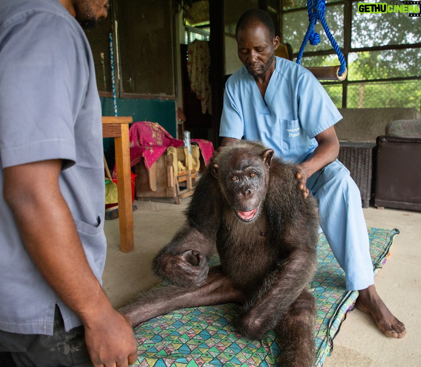 Jane Goodall Instagram - *JGI does not endorse handling or close proximity to wildlife. This represents a sanctuary context with trained professionals.* Meet Luc Bongo Nkoanga, our incredible Caregiver of the Month at JGI's Tchimpounga Wildlife Sanctuary! Luc's unwavering dedication to the well-being of our chimpanzee residents is truly inspiring. From providing compassionate care to nurturing their social interactions, Luc goes above and beyond to ensure each chimpanzee thrives. His tireless efforts make him an indispensable asset to our team, embodying the spirit of compassion and commitment that defines our mission. Join us in celebrating Luc's remarkable contribution to the lives of these precious primates and to the conservation efforts of JGI. #JGI #Tchimpounga #WildlifeHeroes #Conservation 📸: Fernando Turmo Alt Text: A man in blue scrubs sits behind and cares for an elderly chimpanzee at Tchimpounga.