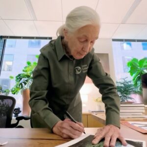 Jane Goodall Instagram - 🌟 Want to own a piece of history? We’ve partnered with @vital.impacts for a fine-art photography sale in celebration of Jane’s 90th, including a limited number of Jane signed prints! 🖊️ 📸 “The Nature of Hope: 90 Prints in Honor of Jane Goodall” features the work of 90 female photographers, all inspired by Jane and in celebration of her 90th birthday on April 3, 2024. 💚 Every purchase directly supports the Jane Goodall Institute’s global chapter, aiding their work in conservation and advocacy. Browse the collection and find your inspiration today — LINK IN BIO! Slide 1: Video of Dr. Jane Goodall signing her self-portrait. @amivitale Slide 2: Kristina Makeeva. Socotra. @hobopeeba Slide 3: Acacia Johnson. Where the Walruses Sing. @acacia.johnson Slide 4: Tine Poppe. Phalaenopsis Aphrodite. @tinepoppe Slide 5: Lisa Michele Burns. Peak Patience. @thewanderinglens @amivitale #JaneAt90 #janegoodallinstitute #vitalimpacts #photography #wildlifephotography #femalephotographers #janegoodall #wildlife #wildlifeconservation #conservation #wonder #mayflowers #may #flowers