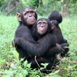 Jane Goodall Instagram - 🔍 Let's take a deep dive into the Jane Goodall Institute's wild animal behavior research! Jane's observations of chimpanzees in what is now Gombe, Tanzania, shaped the way we view the animal world, and continuing to learn about chimpanzees — and the many other species who share their ecosystems — is essential to protecting them! Here are some ongoing studies: 🐵 The longest-running wild chimpanzee study in the world continues in Gombe, Tanzania! JGI funds research to continue studying our closest genetic relatives, and together we're learning so much. 📝 Also in Gombe, Tanzania, is a long-term study of olive baboons, led by Dr. Anthony Collins. This study has been going since 1972! 🌿 There are wild populations of chimpanzees that live around JGI's Tchimpounga Sanctuary in the Republic of the Congo. JGI-RoC staff monitor their behavior to know when it's safe to play outside with baby chimpanzees at the center. 📱 Teams of researchers also leverage the newest technology to monitor and study the larger biodiversity of these ecosystems, especially in Gombe, Tanzania. Help fund continued research at Gombe Stream National Park by becoming or gifting a Gombe Science Hero — LINK IN BIO 📸 credits: Image 1: JGI/Fernando Turmo Image 2: Stephano Lihedule Image 3 4: Nick Riley Photography Image 5: JGI/Anne Mosser . . . . . #wildliferesearch #Gombe #Tchimpounga #biodiversity #baboons #baboonresearch #chimpanzeeresearch #baboonconservation #bioacoustics #janegoodall #janegoodallinstitute #chimpanzees #conservation #nonprofit #chimpanzeeconservation #interconnected #communityledconservation #communityconservation #wildlife #africanwildlife