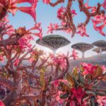 Jane Goodall Instagram - 🌟 Want to own a piece of history? We’ve partnered with @vital.impacts for a fine-art photography sale in celebration of Jane’s 90th, including a limited number of Jane signed prints! 🖊️ 📸 “The Nature of Hope: 90 Prints in Honor of Jane Goodall” features the work of 90 female photographers, all inspired by Jane and in celebration of her 90th birthday on April 3, 2024. 💚 Every purchase directly supports the Jane Goodall Institute’s global chapter, aiding their work in conservation and advocacy. Browse the collection and find your inspiration today — LINK IN BIO! Slide 1: Video of Dr. Jane Goodall signing her self-portrait. @amivitale Slide 2: Kristina Makeeva. Socotra. @hobopeeba Slide 3: Acacia Johnson. Where the Walruses Sing. @acacia.johnson Slide 4: Tine Poppe. Phalaenopsis Aphrodite. @tinepoppe Slide 5: Lisa Michele Burns. Peak Patience. @thewanderinglens @amivitale #JaneAt90 #janegoodallinstitute #vitalimpacts #photography #wildlifephotography #femalephotographers #janegoodall #wildlife #wildlifeconservation #conservation #wonder #mayflowers #may #flowers