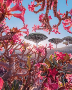 Jane Goodall Instagram - 🌟 Want to own a piece of history? We’ve partnered with @vital.impacts for a fine-art photography sale in celebration of Jane’s 90th, including a limited number of Jane signed prints! 🖊️

📸 “The Nature of Hope: 90 Prints in Honor of Jane Goodall” features the work of 90 female photographers, all inspired by Jane and in celebration of her 90th birthday on April 3, 2024. 

💚 Every purchase directly supports the Jane Goodall Institute’s global chapter, aiding their work in conservation and advocacy. 

Browse the collection and find your inspiration today — LINK IN BIO!

Slide 1: Video of Dr. Jane Goodall signing her self-portrait. @amivitale
Slide 2: Kristina Makeeva. Socotra. @hobopeeba
Slide 3: Acacia Johnson. Where the Walruses Sing. @acacia.johnson
Slide 4: Tine Poppe. Phalaenopsis Aphrodite. @tinepoppe
Slide 5: Lisa Michele Burns. Peak Patience. @thewanderinglens

@amivitale #JaneAt90 #janegoodallinstitute #vitalimpacts #photography #wildlifephotography #femalephotographers #janegoodall #wildlife #wildlifeconservation #conservation #wonder #mayflowers #may #flowers