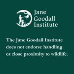 Jane Goodall Instagram - Have you noticed how we always put a disclaimer on photos that show humans and wildlife in close proximity? It's more than just a precaution — it's a crucial step in safeguarding both humans and our primate friends 🐵 Chimpanzees are wild animals that should always be observed with great respect and caution, and we've learned a lot about how to best interact with them since Jane first began studying the species. But did you know, we can pose more danger to them than they do to us? By coming into close contact, we can inadvertently expose them to illnesses their immune systems aren't equipped to handle 😷 To combat this risk, the Jane Goodall Institute and the Gombe Stream Research Center have instituted the Gombe One Health Hub. 🔬 This initiative aims to better understand, anticipate, and address zoonotic diseases — those that can leap between animals and humans. Gombe researchers use innovative methods to keep the wildlife we study safe, from studying mosquito DNA, like you see in the image above, to learning from local people about their health and livestock. Our goal is to predict, detect, and respond to disease outbreaks to ensure a healthier future for both humans and our primate family. 📸: Stephano Lihedule Alt Text: Image 1 - A picture of two researchers in white lab coats with blue gloves pipetting liquids in a test tube. Image 2 - A green background with white text reading "The Jane Goodall Institute does not endorse handling or close proximity to wildlife." #JGI #OneHealth #GombeStreamResearchCenter #WildlifeConservation #JaneAt90 #JaneGoodall #JaneGoodallInstitute #Conservation #Wildlife #WildlifeHumanInteratcion #WorldHealthDay