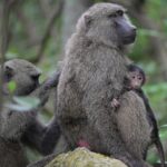Jane Goodall Instagram - 🔍 Let's take a deep dive into the Jane Goodall Institute's wild animal behavior research! Jane's observations of chimpanzees in what is now Gombe, Tanzania, shaped the way we view the animal world, and continuing to learn about chimpanzees — and the many other species who share their ecosystems — is essential to protecting them! Here are some ongoing studies: 🐵 The longest-running wild chimpanzee study in the world continues in Gombe, Tanzania! JGI funds research to continue studying our closest genetic relatives, and together we're learning so much. 📝 Also in Gombe, Tanzania, is a long-term study of olive baboons, led by Dr. Anthony Collins. This study has been going since 1972! 🌿 There are wild populations of chimpanzees that live around JGI's Tchimpounga Sanctuary in the Republic of the Congo. JGI-RoC staff monitor their behavior to know when it's safe to play outside with baby chimpanzees at the center. 📱 Teams of researchers also leverage the newest technology to monitor and study the larger biodiversity of these ecosystems, especially in Gombe, Tanzania. Help fund continued research at Gombe Stream National Park by becoming or gifting a Gombe Science Hero — LINK IN BIO 📸 credits: Image 1: JGI/Fernando Turmo Image 2: Stephano Lihedule Image 3 4: Nick Riley Photography Image 5: JGI/Anne Mosser . . . . . #wildliferesearch #Gombe #Tchimpounga #biodiversity #baboons #baboonresearch #chimpanzeeresearch #baboonconservation #bioacoustics #janegoodall #janegoodallinstitute #chimpanzees #conservation #nonprofit #chimpanzeeconservation #interconnected #communityledconservation #communityconservation #wildlife #africanwildlife