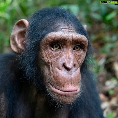 Jane Goodall Instagram - Many people know Dr. Jane Goodall, but you may not know the Jane Goodall Institute! So let's introduce ourselves... The Jane Goodall Institute is a global, community-led conservation organization founded in 1977 that advances the vision and work of Dr. Jane Goodall. Each of our impactful programs is rooted in Jane's story and unique approach to looking a the world. Here's a look at what we're focused on at JGI-USA: π Continued research into wild animal behavior β especially chimpanzees β at Gombe Stream Research Center in Tanzania πΏ Community-led conservation, using our Tacare approach to work with communities to find solutions to the drivers of conservation issues π«Ά Best-in-class wildlife rehabilitation at our Tchimpounga Chimpanzee Rehabilitation Center in the Republic of Congo π± Youth empowerment through our youth action program, @rootsandshoots , which teaches through service learning projects Join us in inspiring hope and transforming it into action π . . . . . #janegoodall #janegoodallinstitute #chimpanzees #conservation #nonprofit #chimpanzeeconservation #interconnected #communityledconservation #communityconservation #wildlife #africanwildlife #tacare #rootsandshoots #youthaction #youthempowerment #servicelearning #community #communityprojects