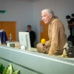 Jane Goodall Instagram - 🌟 Jane's global 90th birthday tour continues! Just last week in Prague, Dr. Goodall met with students, representatives, and teachers from five different schools, hosted by @ecp_prague. 🐸 Here, you see a student group sharing about their impactful frog restoration project. They also gifted Jane a charming paper frog model. She loved it so much, that it's currently keeping her stuffed monkey, Mr. H, company in Jane's hotel room! Stay tuned for more stories from Jane on the road. (#DidYouKnow: She travels at least 300 days a year to spread her message of hope?) 🌍 📷 Mikhail Bobchinetskiy . . . #JaneGoodall #JaneGoodallInstitute #JGI #WildlifeConservation #Community #Prague #Education #Conservation #Frogs #FrogConservation