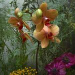 Jane Goodall Instagram - 🌟 Want to own a piece of history? We’ve partnered with @vital.impacts for a fine-art photography sale in celebration of Jane’s 90th, including a limited number of Jane signed prints! 🖊️ 📸 “The Nature of Hope: 90 Prints in Honor of Jane Goodall” features the work of 90 female photographers, all inspired by Jane and in celebration of her 90th birthday on April 3, 2024. 💚 Every purchase directly supports the Jane Goodall Institute’s global chapter, aiding their work in conservation and advocacy. Browse the collection and find your inspiration today — LINK IN BIO! Slide 1: Video of Dr. Jane Goodall signing her self-portrait. @amivitale Slide 2: Kristina Makeeva. Socotra. @hobopeeba Slide 3: Acacia Johnson. Where the Walruses Sing. @acacia.johnson Slide 4: Tine Poppe. Phalaenopsis Aphrodite. @tinepoppe Slide 5: Lisa Michele Burns. Peak Patience. @thewanderinglens @amivitale #JaneAt90 #janegoodallinstitute #vitalimpacts #photography #wildlifephotography #femalephotographers #janegoodall #wildlife #wildlifeconservation #conservation #wonder #mayflowers #may #flowers
