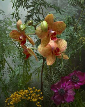 Jane Goodall Instagram - 🌟 Want to own a piece of history? We’ve partnered with @vital.impacts for a fine-art photography sale in celebration of Jane’s 90th, including a limited number of Jane signed prints! 🖊️

📸 “The Nature of Hope: 90 Prints in Honor of Jane Goodall” features the work of 90 female photographers, all inspired by Jane and in celebration of her 90th birthday on April 3, 2024. 

💚 Every purchase directly supports the Jane Goodall Institute’s global chapter, aiding their work in conservation and advocacy. 

Browse the collection and find your inspiration today — LINK IN BIO!

Slide 1: Video of Dr. Jane Goodall signing her self-portrait. @amivitale
Slide 2: Kristina Makeeva. Socotra. @hobopeeba
Slide 3: Acacia Johnson. Where the Walruses Sing. @acacia.johnson
Slide 4: Tine Poppe. Phalaenopsis Aphrodite. @tinepoppe
Slide 5: Lisa Michele Burns. Peak Patience. @thewanderinglens

@amivitale #JaneAt90 #janegoodallinstitute #vitalimpacts #photography #wildlifephotography #femalephotographers #janegoodall #wildlife #wildlifeconservation #conservation #wonder #mayflowers #may #flowers