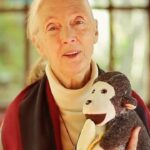 Jane Goodall Instagram - Have you met Mr. H? 🐒 This monkey plushy has been with Jane on many adventures — including when she was named a @unitednations Messenger of Peace (last slide)! Mr. H was given to Jane by Gary Haun (slide 2), a man who lost his eyesight at 21 years old, who pursued his dreams of being a magician despite the challenges of working in a field known for visual techniques. As Jane often shares, Gary initially thought he was giving her a chimpanzee plushy, until she had him feel that Mr. H had a tail (chimpanzees and other great apes don’t have tails, but monkeys do). Jane was deeply inspired by Gary’s story, and so she decided to carry Mr. H as a symbol of the indomitable human spirit — one of her four main reasons for hope! 📸 credits: Video: JGI Image 1: Roger Kyler Image 2: Roy Borghouts Image 3: Michael Collopy Image 4: UN Dept of Public Information Alt Text Slide 1: Video of Dr. Jane Goodall in a sunlit room holding a monkey plushie and answering the question “What is the story behind the plush toy monkey you’re holding” Slide 2: A photo of Jane with Gary Haun, who is wearing sunglasses and a magician’s hat, both holding Mr. H in between them. Slide 3: photo of Jane at a podium holding up Mr. H to the audience with one hand presenting his tail. Slide 4: A photo of Jane with children who are petting Mr. H, because as Jane says, the inspiration rubs off. Slide 5: A photo of Jane and former UN Secretary-General Kofi Annan at her appointment ceremony as a United Nations Messenger of Peace in 2002 with Mr. H in between them. #MrH #Magician #JaneGoodall #JaneGoodallInstitute #JaneAt90 #Hope #HopeIntoAction #Education #StoryTime #Plushy #TravelCompanion #UN #MessengerOfPeace