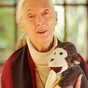 Jane Goodall Instagram - Have you met Mr. H? 🐒 This monkey plushy has been with Jane on many adventures — including when she was named a @unitednations Messenger of Peace (last slide)!

Mr. H was given to Jane by Gary Haun (slide 2), a man who lost his eyesight at 21 years old, who pursued his dreams of being a magician despite the challenges of working in a field known for visual techniques. As Jane often shares, Gary initially thought he was giving her a chimpanzee plushy, until she had him feel that Mr. H had a tail (chimpanzees and other great apes don’t have tails, but monkeys do). 

Jane was deeply inspired by Gary’s story, and so she decided to carry Mr. H as a symbol of the indomitable human spirit — one of her four main reasons for hope! 

📸 credits:
Video: JGI
Image 1: Roger Kyler
Image 2: Roy Borghouts
Image 3: Michael Collopy
Image 4: UN Dept of Public Information

Alt Text
Slide 1: Video of Dr. Jane Goodall in a sunlit room holding a monkey plushie and answering the question “What is the story behind the plush toy monkey you’re holding”
Slide 2: A photo of Jane with Gary Haun, who is wearing sunglasses and a magician’s hat, both holding Mr. H in between them. 
Slide 3: photo of Jane at a podium holding up Mr. H to the audience with one hand presenting his tail.
Slide 4: A photo of Jane with children who are petting Mr. H, because as Jane says, the inspiration rubs off. 
Slide 5: A photo of Jane and former UN Secretary-General Kofi Annan at her appointment ceremony as a United Nations Messenger of Peace in 2002 with Mr. H in between them. 

#MrH #Magician #JaneGoodall #JaneGoodallInstitute #JaneAt90 #Hope #HopeIntoAction #Education #StoryTime #Plushy #TravelCompanion #UN #MessengerOfPeace