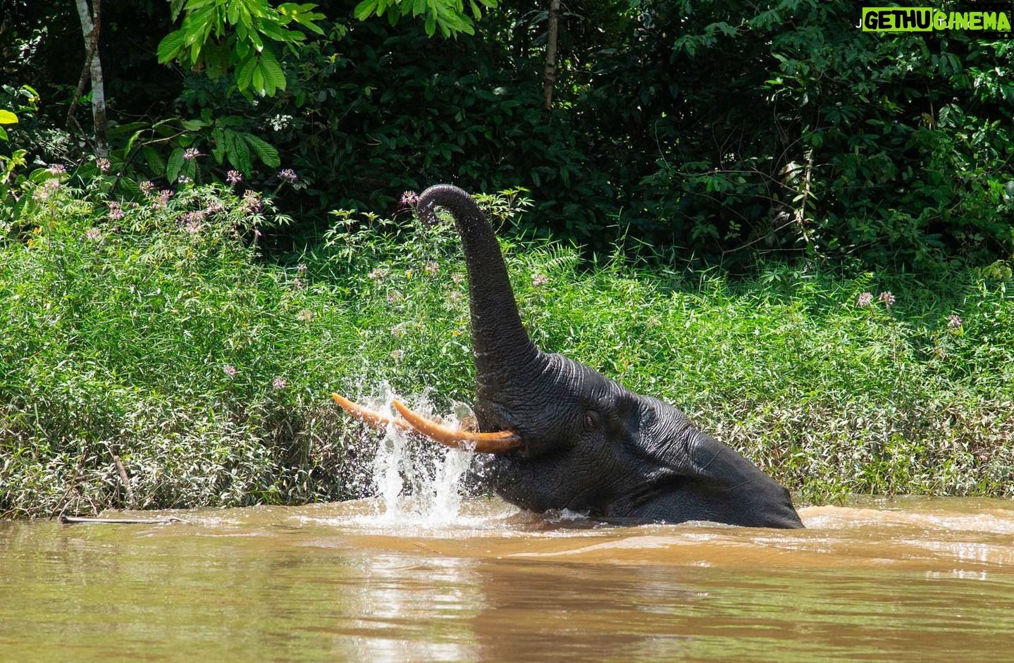 Jane Goodall Instagram - πΏπ Let's explore the diverse Tchimpounga Nature Reserve, home to JGI's Tchimpounga sanctuary and incredible species like the African forest elephant! These gentle giants, cousins of the African savanna elephant, thrive in the lush rainforests around the Congo Basin. π¦ African forest elephants are not just majestic; they're keystone species vital for the health of their ecosystem. By spreading plant seeds and creating trails, they help maintain the biodiversity of the dense vegetation, aiding other wildlife in navigation and survival. π±πΎ Support the conservation efforts at Tchimpounga sanctuary and help protect these essential creatures and their habitat. ππ Check out the link in our bio or visit janegoodall.org/donate to contribute today! π· Fernando Turmo . . . #JaneGoodall #JaneGoodallInstitute #JGI #Wildlife #WildlifeConservation #CommunityLed #Conservation #Tchimpounga #Conservation #AfricanForestElephant #WildlifeProtection #Biodiversity